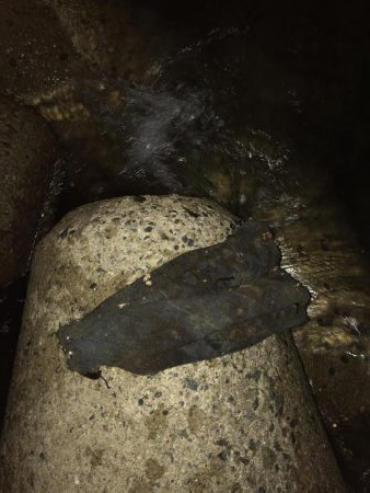 ツバスの口は小さい