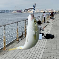 裏切らないツバス