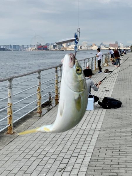 裏切らないツバス