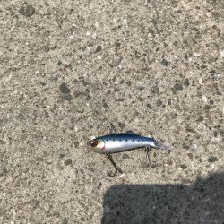 神戸港ツバス・モジャコ