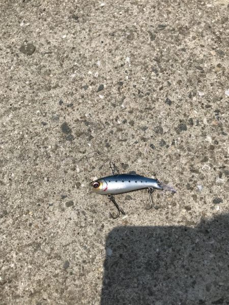 神戸港ツバス・モジャコ