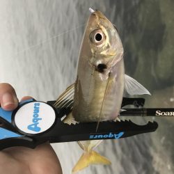 小雨アジング！