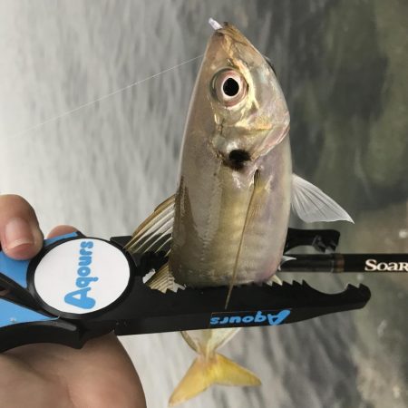 小雨アジング！