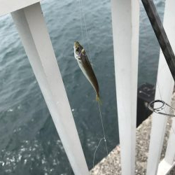 豆アジたくさん、モジャコ少々