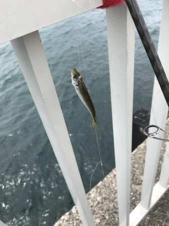 豆アジたくさん、モジャコ少々