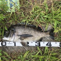 イチノ兄弟、釣果！