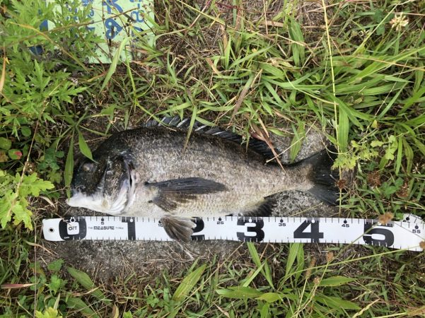 イチノ兄弟、釣果！