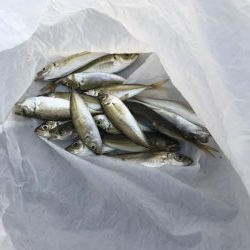 令和初のサビキ、豆アジ