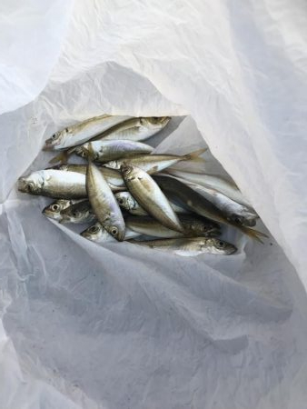 令和初のサビキ、豆アジ