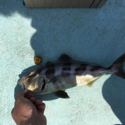 牟岐沖でルアーゲーム