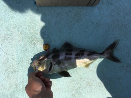 牟岐沖でルアーゲーム