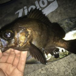 潮飛びアジング！