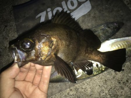 潮飛びアジング！