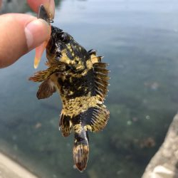 伊吹島でライトゲーム