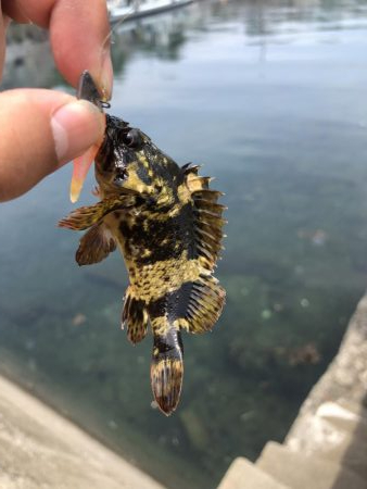 伊吹島でライトゲーム