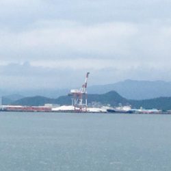 和歌山太刀魚シーズン好調