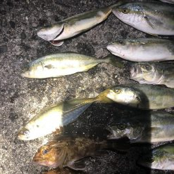 ツバス入れ食い