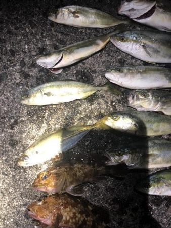 ツバス入れ食い