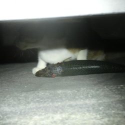 久し振りにライトワインド