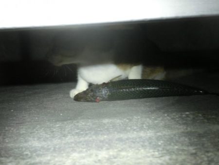 久し振りにライトワインド