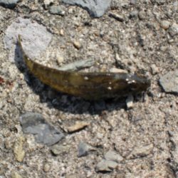 ヒラマサ稚児わく