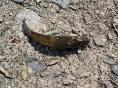 ヒラマサ稚児わく