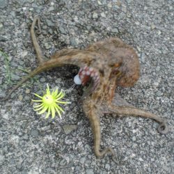 令和最重量のたこ