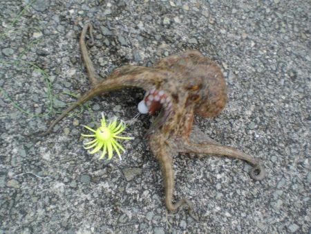 令和最重量のたこ