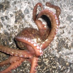 タコ居ました。