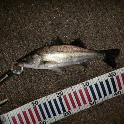 雨と風とシーバス