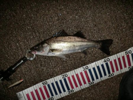 雨と風とシーバス