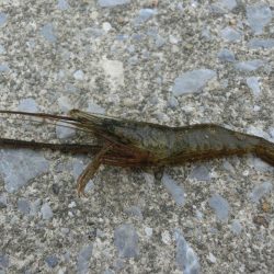 激渋テナガエビ