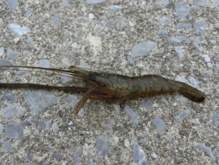 激渋テナガエビ