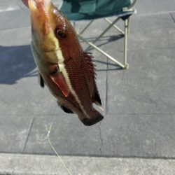 根魚の活性も上がってきました