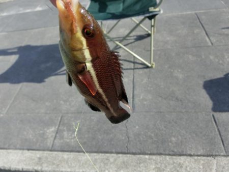 根魚の活性も上がってきました