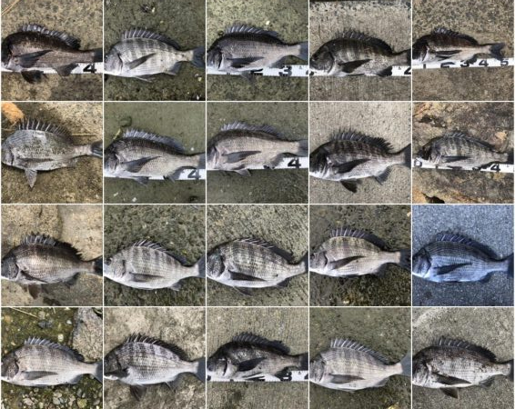 イチノ兄弟、釣果!