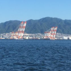 アジが入ればサゴシ好調