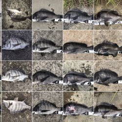 イチノ兄弟、釣果！