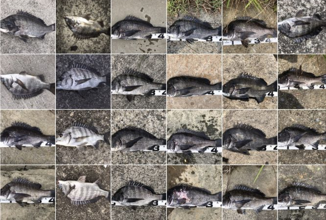 イチノ兄弟、釣果！