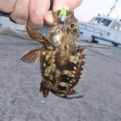 アタリは多かった