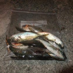 アジング好調キープ