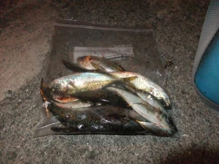 アジング好調キープ