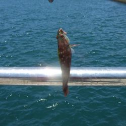 今期初サヨリは良型が連発