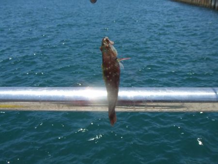 今期初サヨリは良型が連発