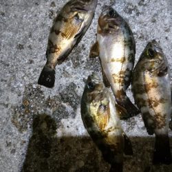 やっぱりメバル