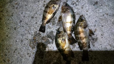 やっぱりメバル