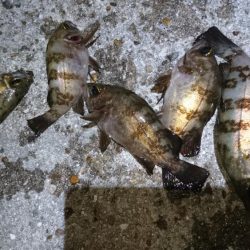 今夜も梅雨メバル