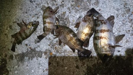 今夜も梅雨メバル