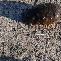 岸壁際のマイクロジギング