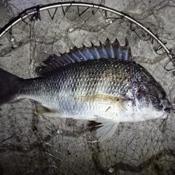 花市場公園でのエビ撒き釣りの釣果